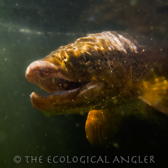 Brown Trout photographed underwater in Montana river .