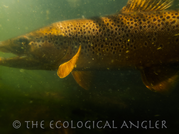 Brown Trout underwater photographed caught and released in Montana river .