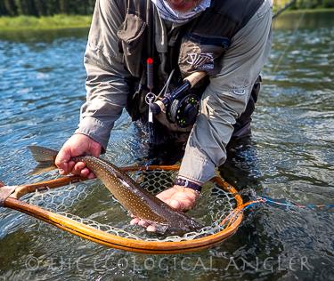Fly fishing bull trout caught and released in Montana