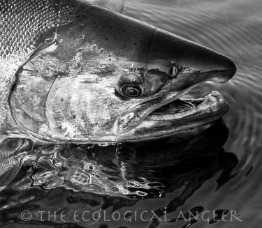 Coho salmon photography by Michael Carl from California