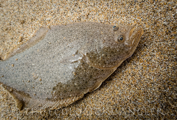 Flounder caught along one of California's sandy beaches while surf fishing.