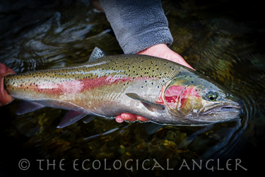 California steelhead trout caught and released along North Coast River