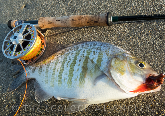 Surfperch caught fishing along the California Surf with a fly rod.