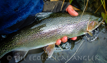 California coastal rainbow trout
