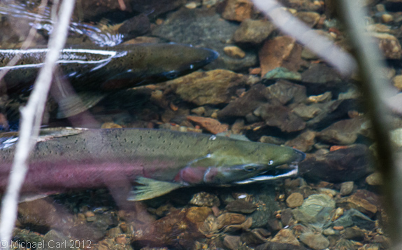a male silver salmon displays his readiness to spawn with female coho in Lagunitas Creek part of Central Coast Califonia ESU