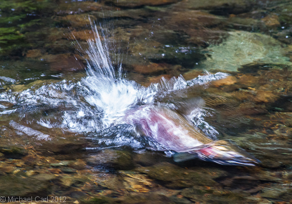 female  coho salmon builds her redd by sweeping her tail on gravel Lagunitas Creek in Marin County