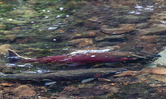 male and female coho swim side by side in Lagunitas Creek California 