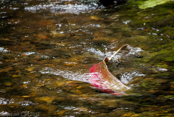 large male coho heading for spawning grounds in Lagunitas Creek watershed