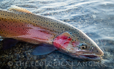 Cutthroat trout red spawning color