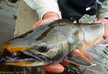 Dolly Varden adult male displays spawning color