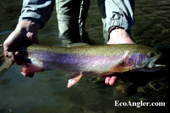 Take time to complete the Angler Survey at the start of the Wild and Scenic section on the East Fork of the Carson River especially if you catch a large rainbow trout like this
