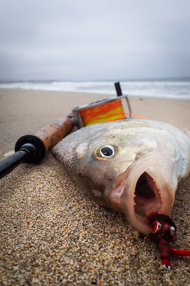 A barred surf perch hooked on fishing orange fly along a California beach