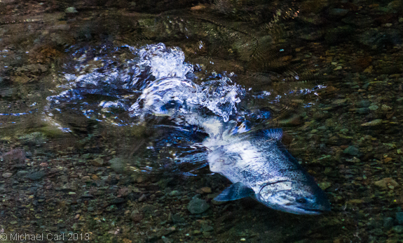 female  coho salmon builds her redd by sweeping her tail on gravel Lagunitas Creek in Marin County