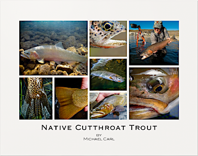 Native Cutthroat Trout Poster by Michael Carl