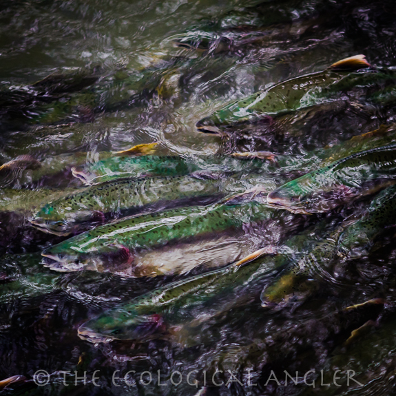 A large school of pink salmon in Alaska stream staging for upstream spawn