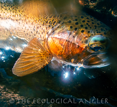 rainbow trout