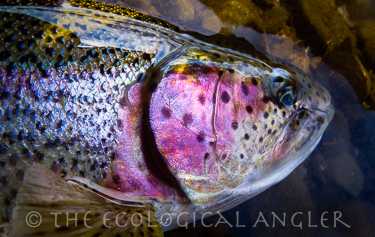 Fly Fishing Bristol Bay Alaska yields a rainbow trout caught in the famous Agulowak River 