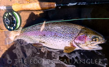 Rainbow trout caught fly fishing in California