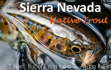 Native Trout of the Sierra Nevada