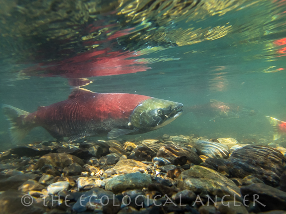 Alaska sockeye salmon guards her redd