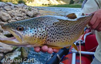 Wild Brown trout caught and released on the Wind River