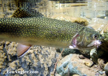 Brook trout swimming with fly