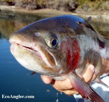 Rainbow trout photographed on the lower Sacramento River