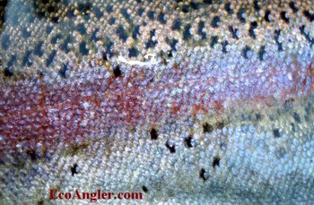 Rainbow trout red band