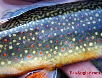 Brook trout color and spotting