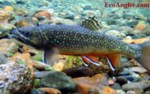 Wild brook trout photographed in their habitat of a Sierra Nevada river.