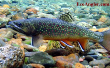 Brook trout photographed underwater swimming over gravel bed
