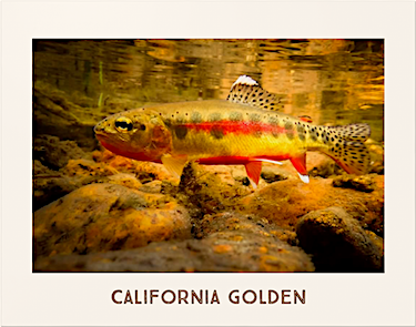 California Golden Poster photographed underwater by Michael Carl