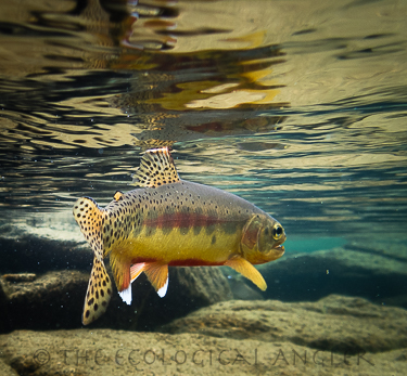 California Golden trout underwater