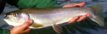 Eagle Lake Rainbow Trout