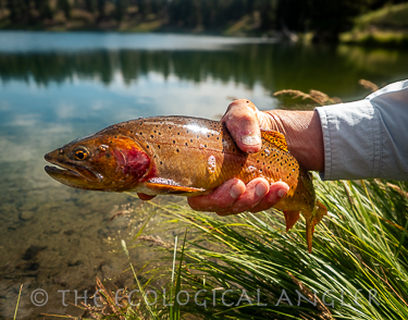 Yellowstone Cutthroat trout caught fly fishing Trout Lake in Yellowstone National Park