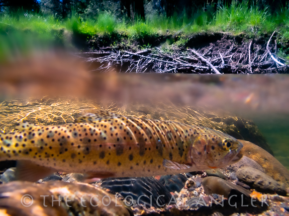 Underwater photograph of Lahontan Cutthroat.