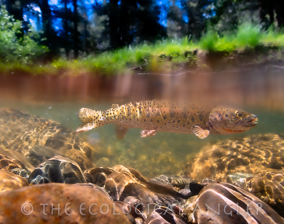 Lahontan Cutthroat Trout underwater photography.