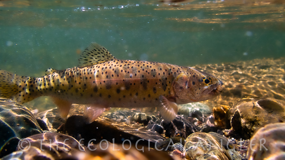 Lahontan Cutthroat Trout photographed from mountain stream in California.
