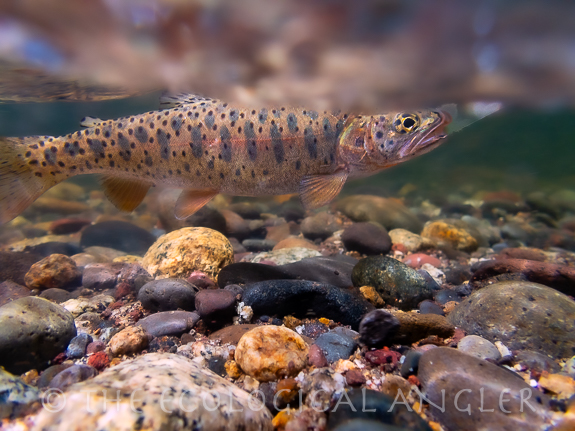 Lahontan Cutthroat Trout caught fly fishing in California.