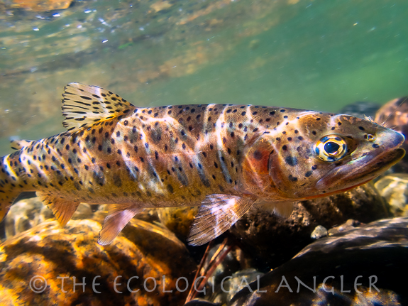 Photograph of Lahontan Cutthroat Trout with orange slash under lower jaw.