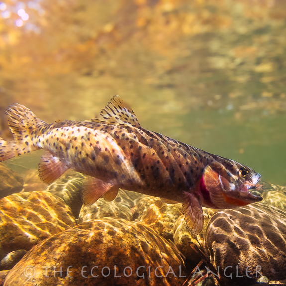 Lahontan Cutthroat Trout photograph underwater in a Sierra Nevada river .