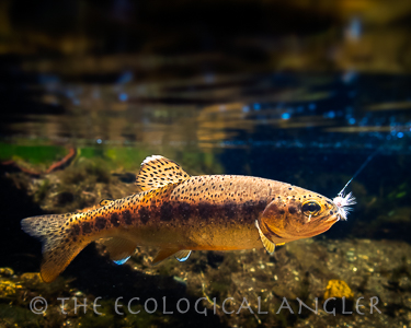 Little Kern Golden trout