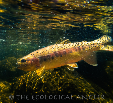 Little Kern Golden trout caught fly fishing