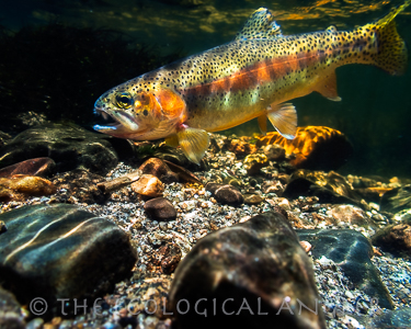 Little Kern Golden trout underwater photograph