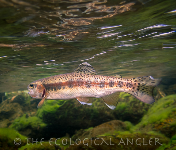 McCloud River Redband trout photographed underwater in native stream fishing.