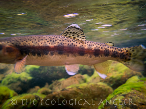 McCloud River Redband trout underwater in native stream fly fishing.
