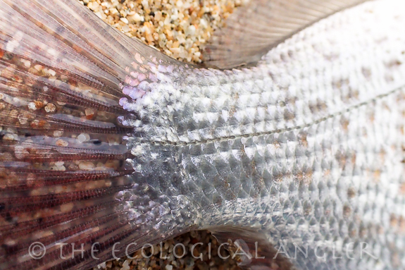 Redtail Surfperch dwell in the surf off sandy beaches and can be fished from the surf.
