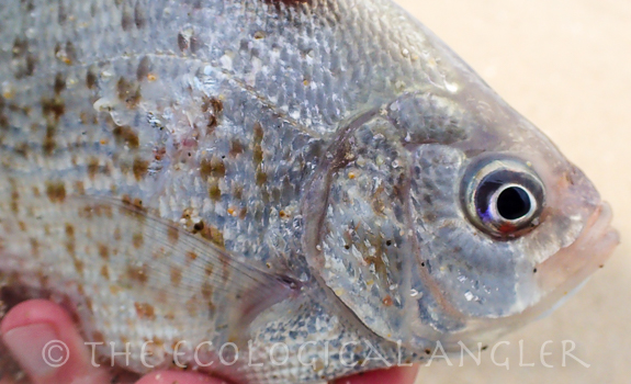 Redtail surfperch can be fly fished from the surf and are called redtail seaperch or porgie.