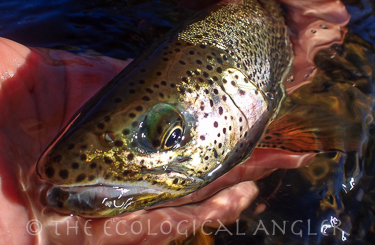 Coastal Cutthroat or commonly called speckled trout