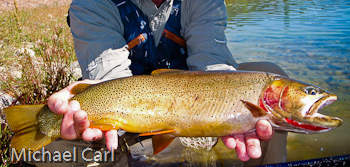 Native Trout Fly Fishing: Snake River Finespotted Cutthroat Trout